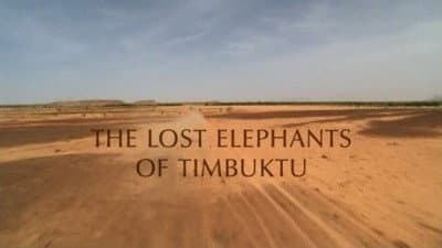 Still from The Lost Elephants of Timbuktu