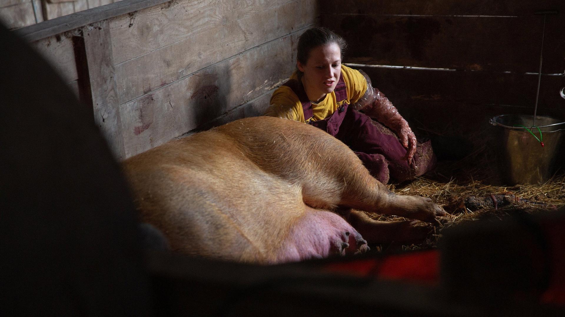 Still from Three Little Piglets