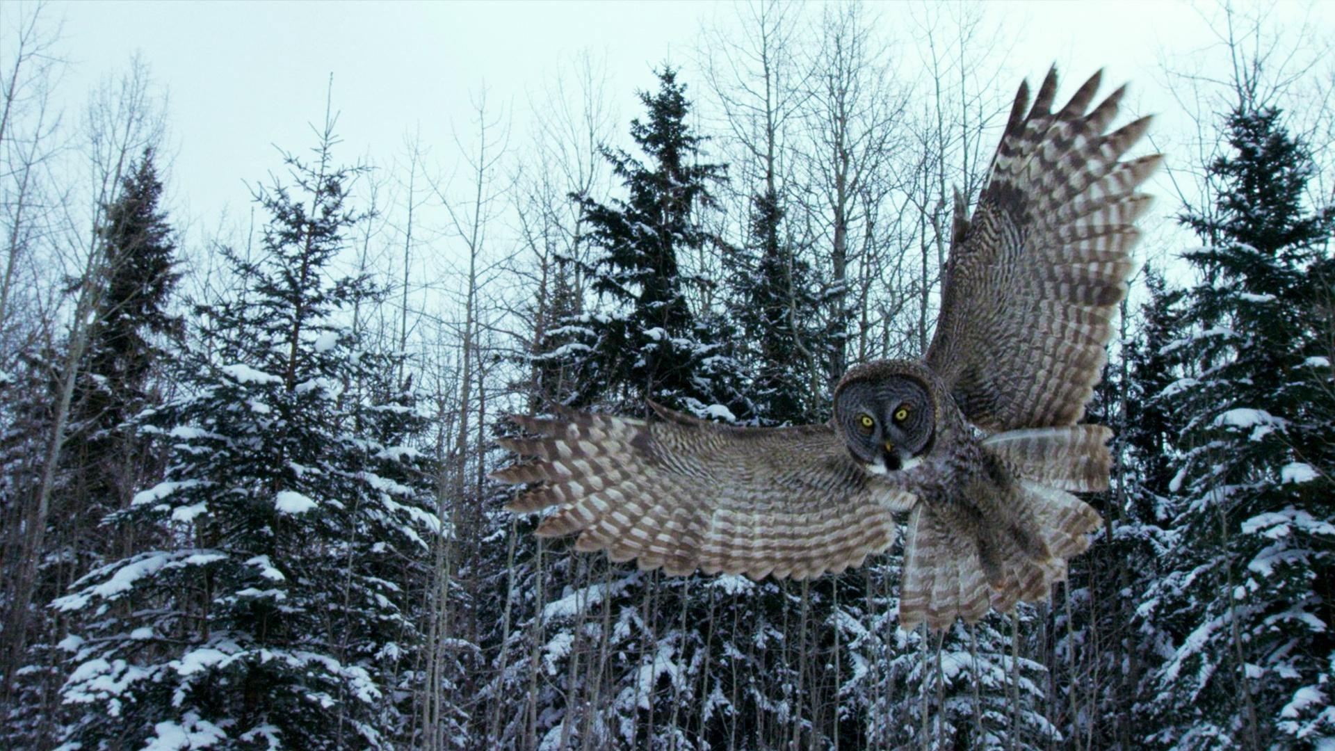 Still from Canada: Surviving the Wild North