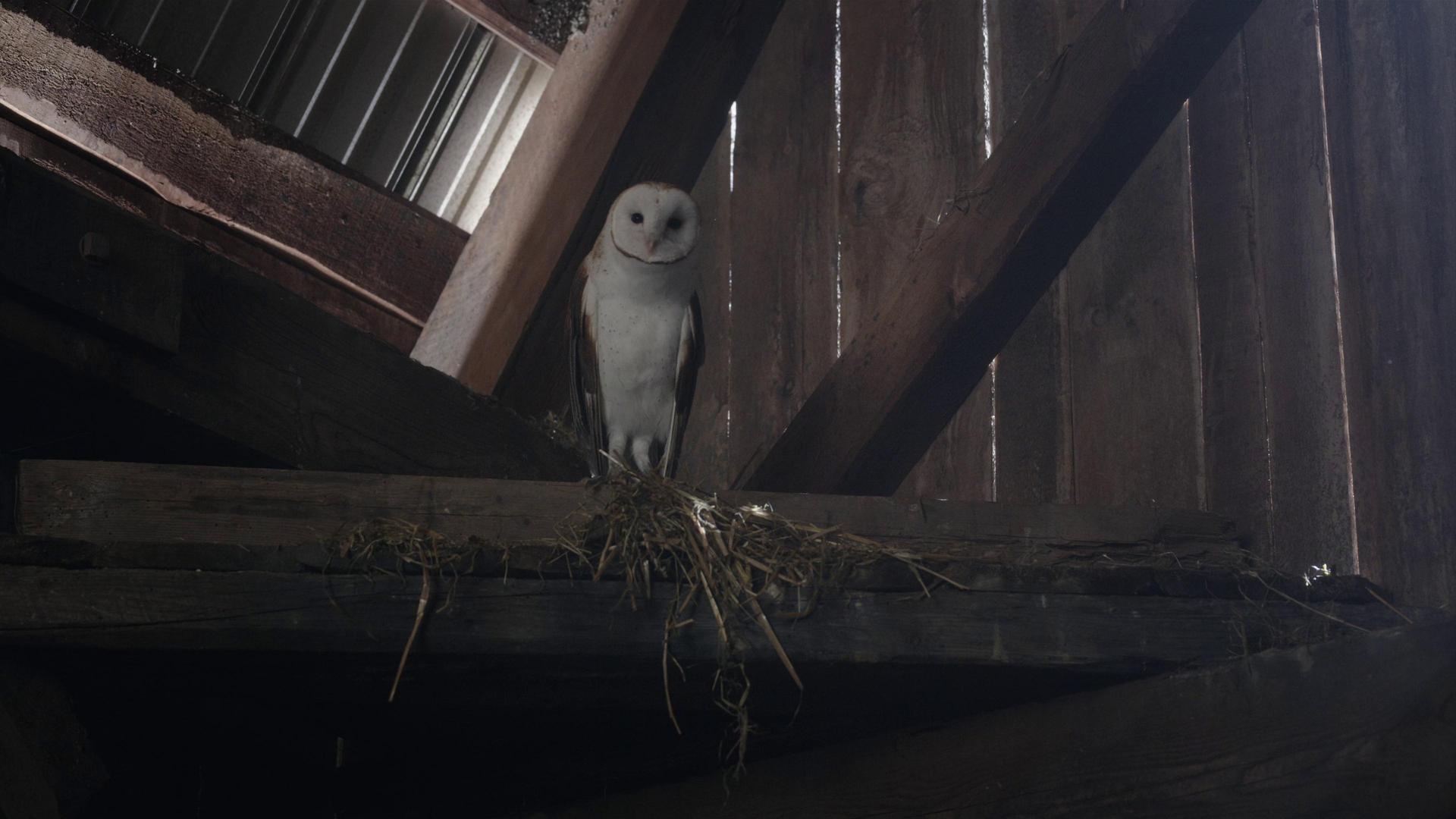 Still from The Owl