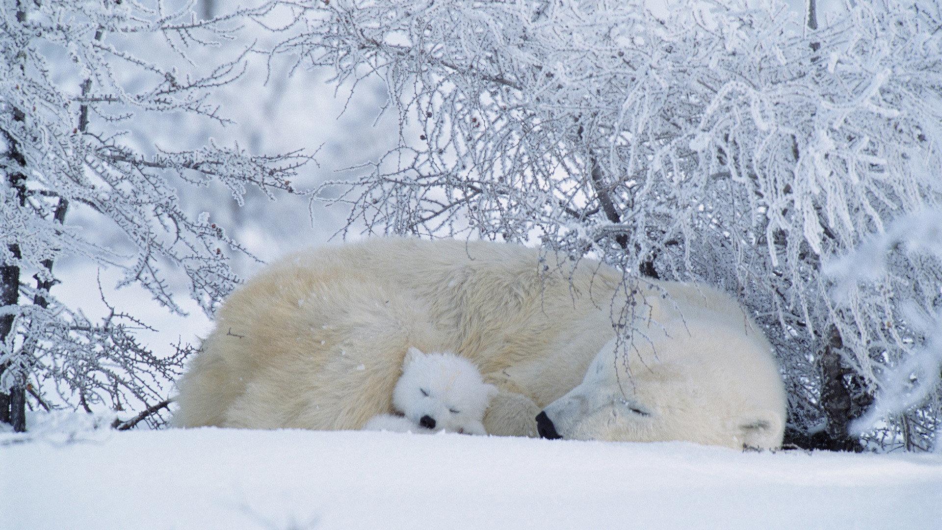 Still from Arctic Bears