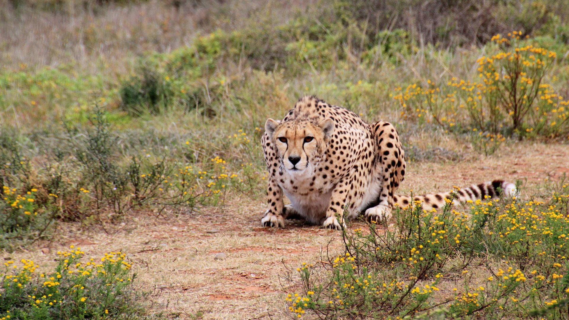 Still from Serengeti Stories