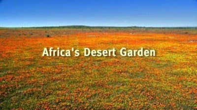 Still from Africa's Desert Garden