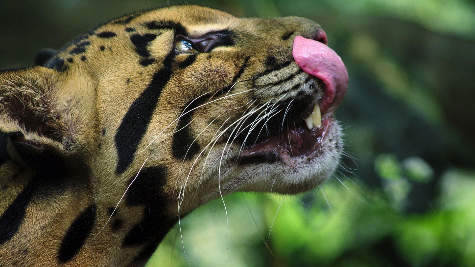 Still from Big Cats