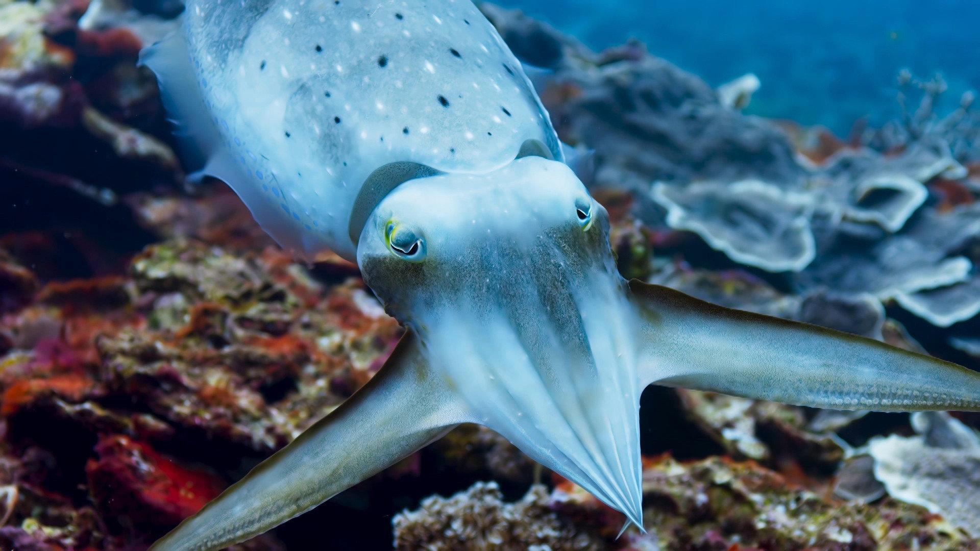 Still from Coral Reefs
