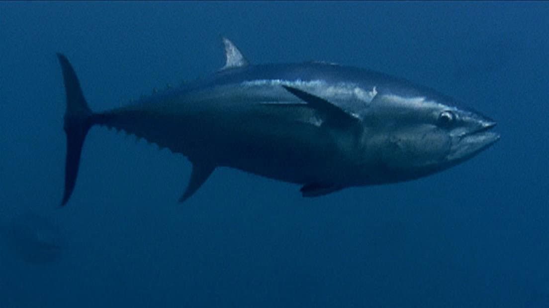 Still from Tuna