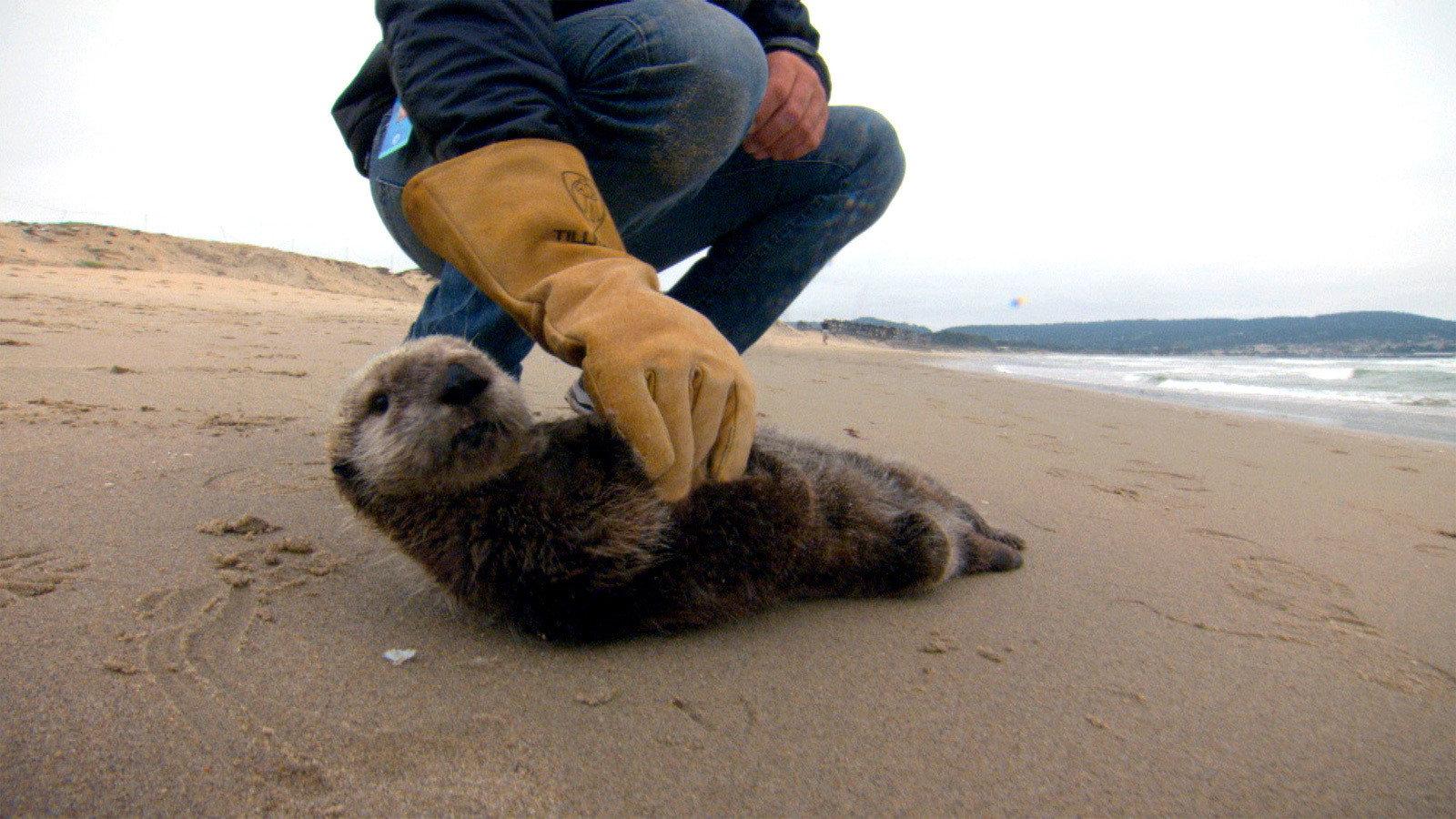 Still from Saving Otter 501