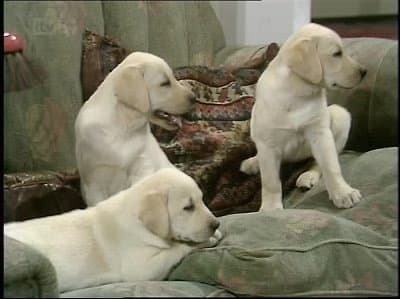 Still from No Children, No Dogs