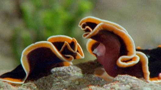 Still from Triumph of Life: The Mating Game