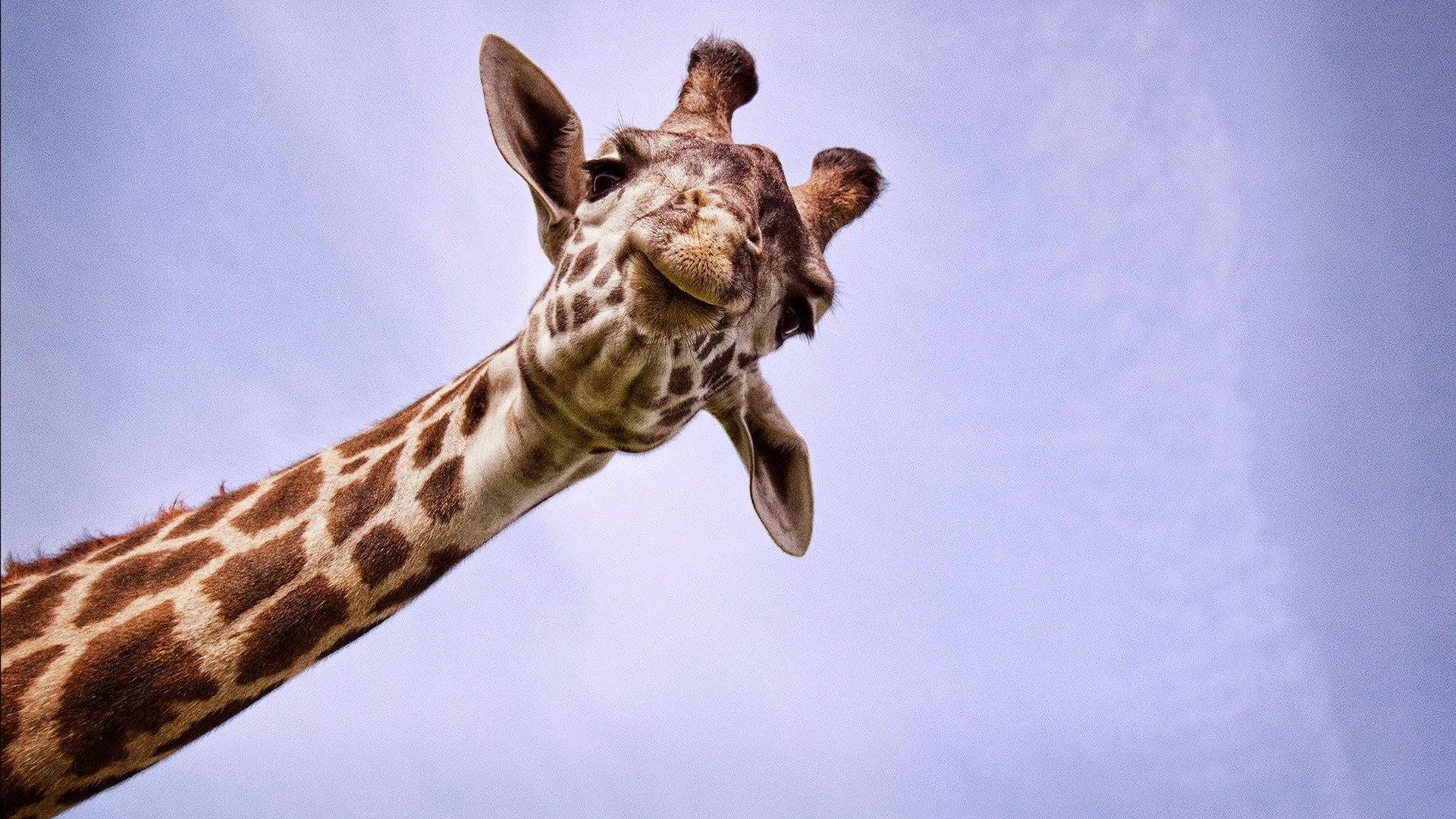 Still from Nature's Biggest Beasts