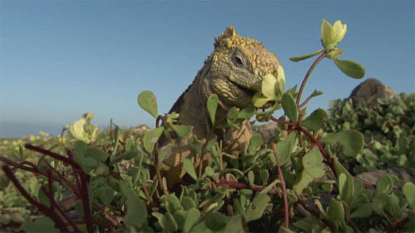 Still from Islands that Changed the World