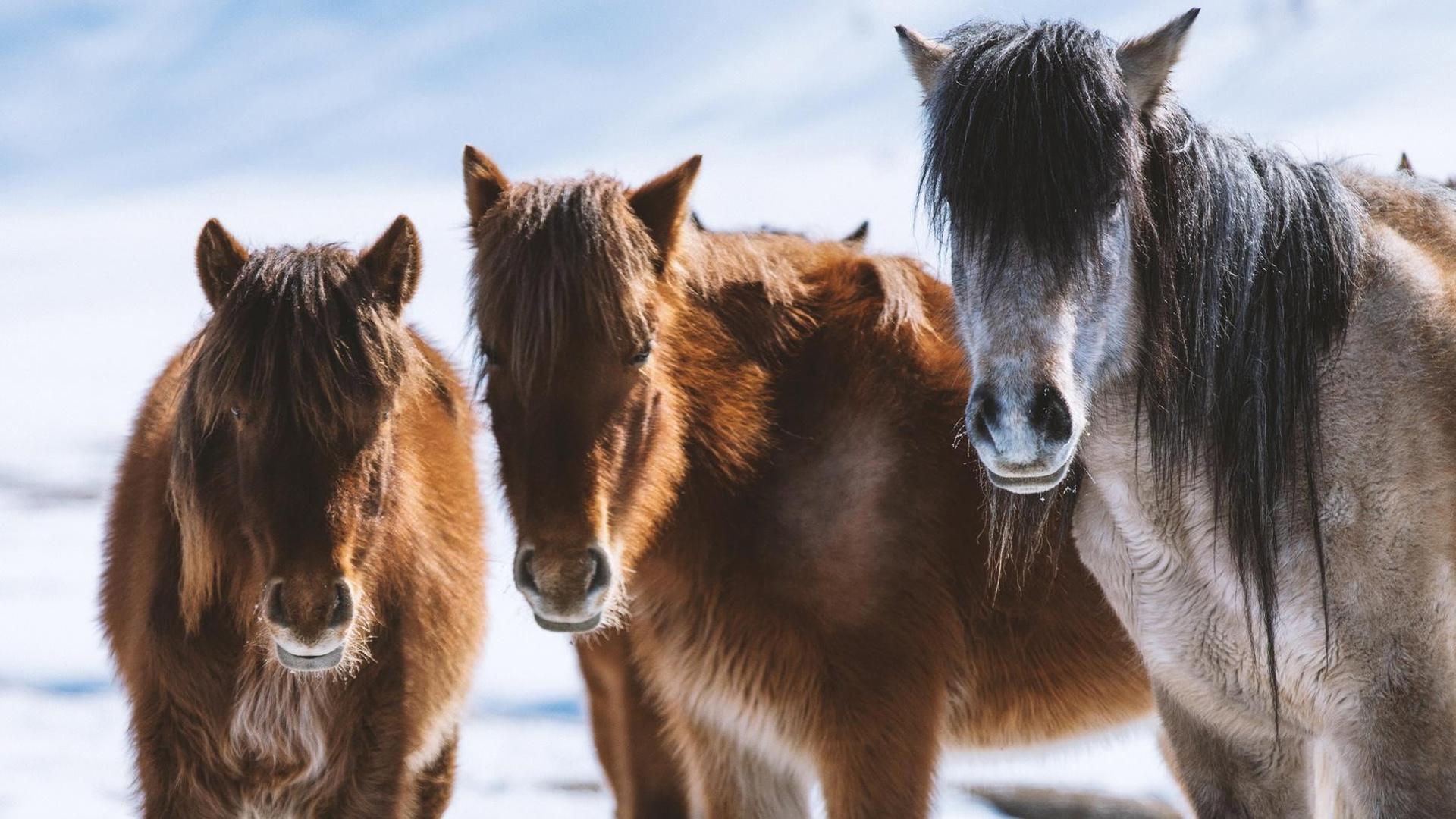 Still from Equus: Story of the Horse: Chasing the Wind
