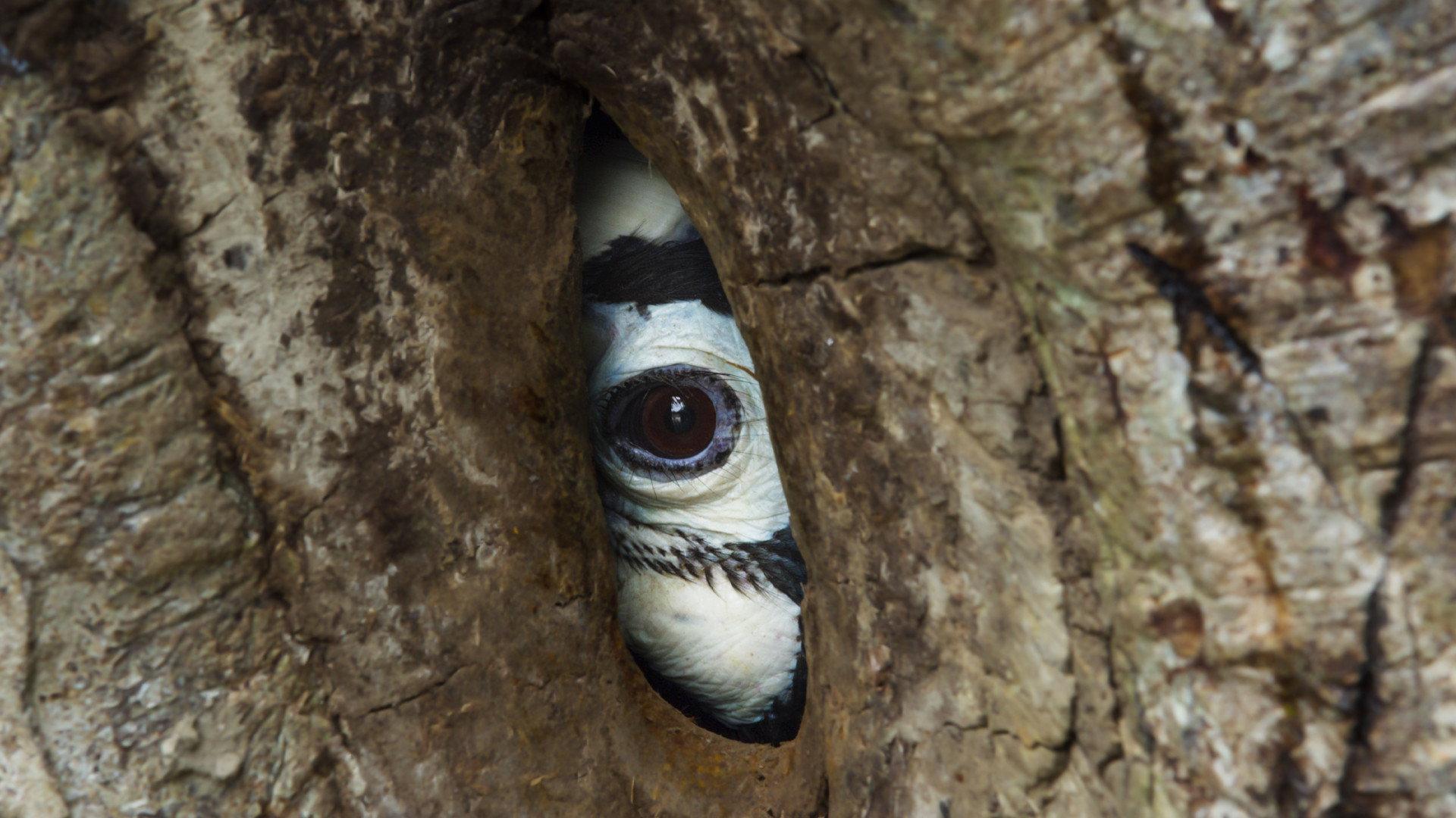 Still from Forests