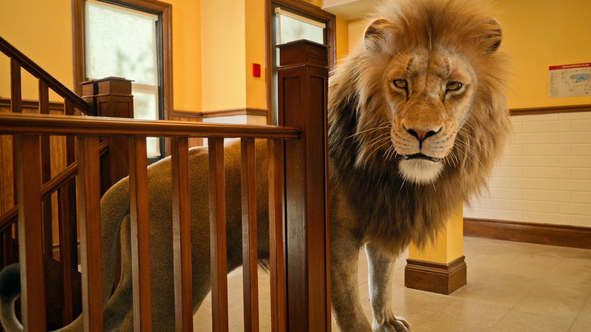 Still from Panthera leo