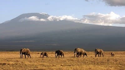 Still from Echo of the Elephants - The Final Chapter?