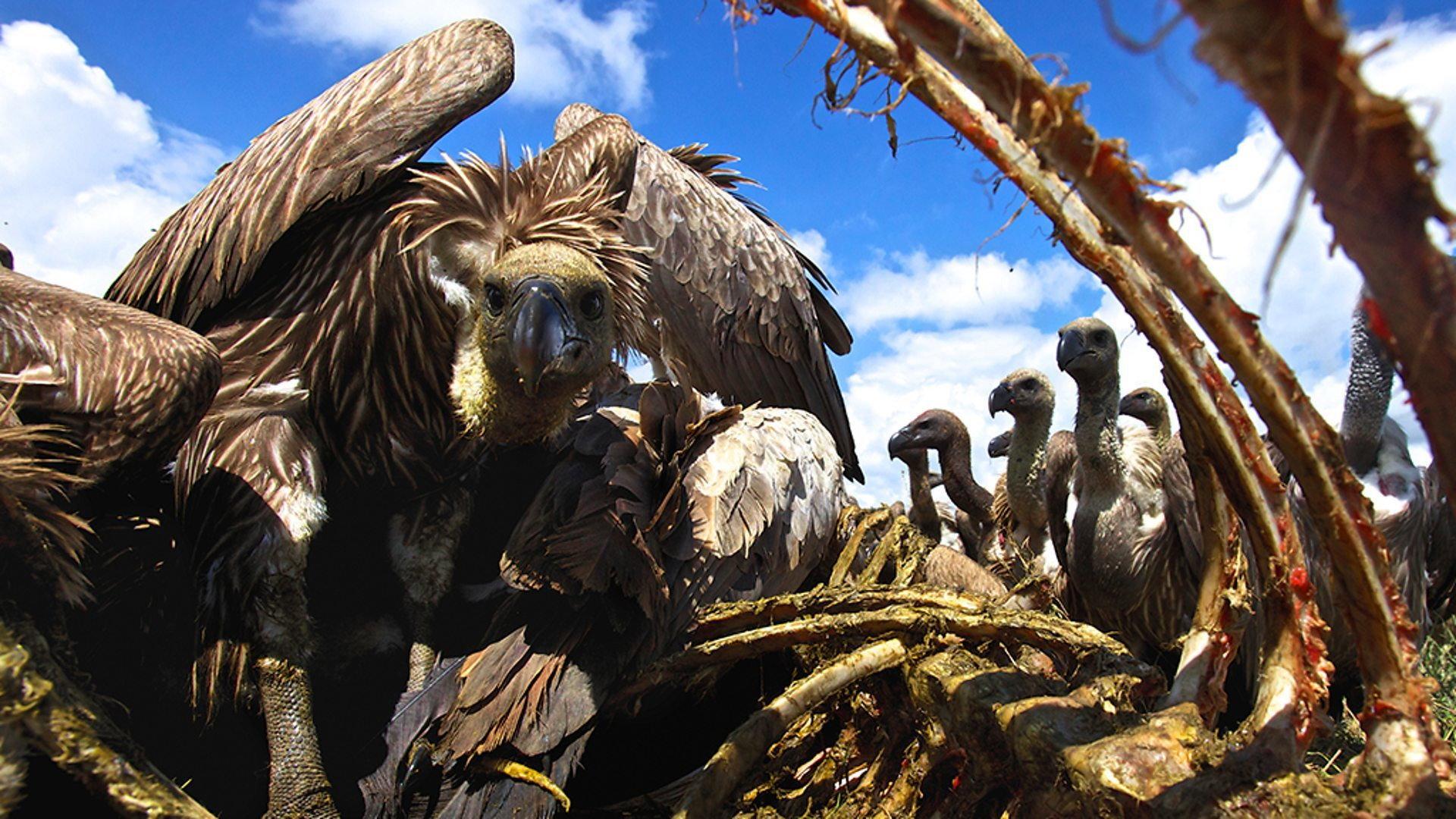 Still from Vultures: Beauty in the Beast