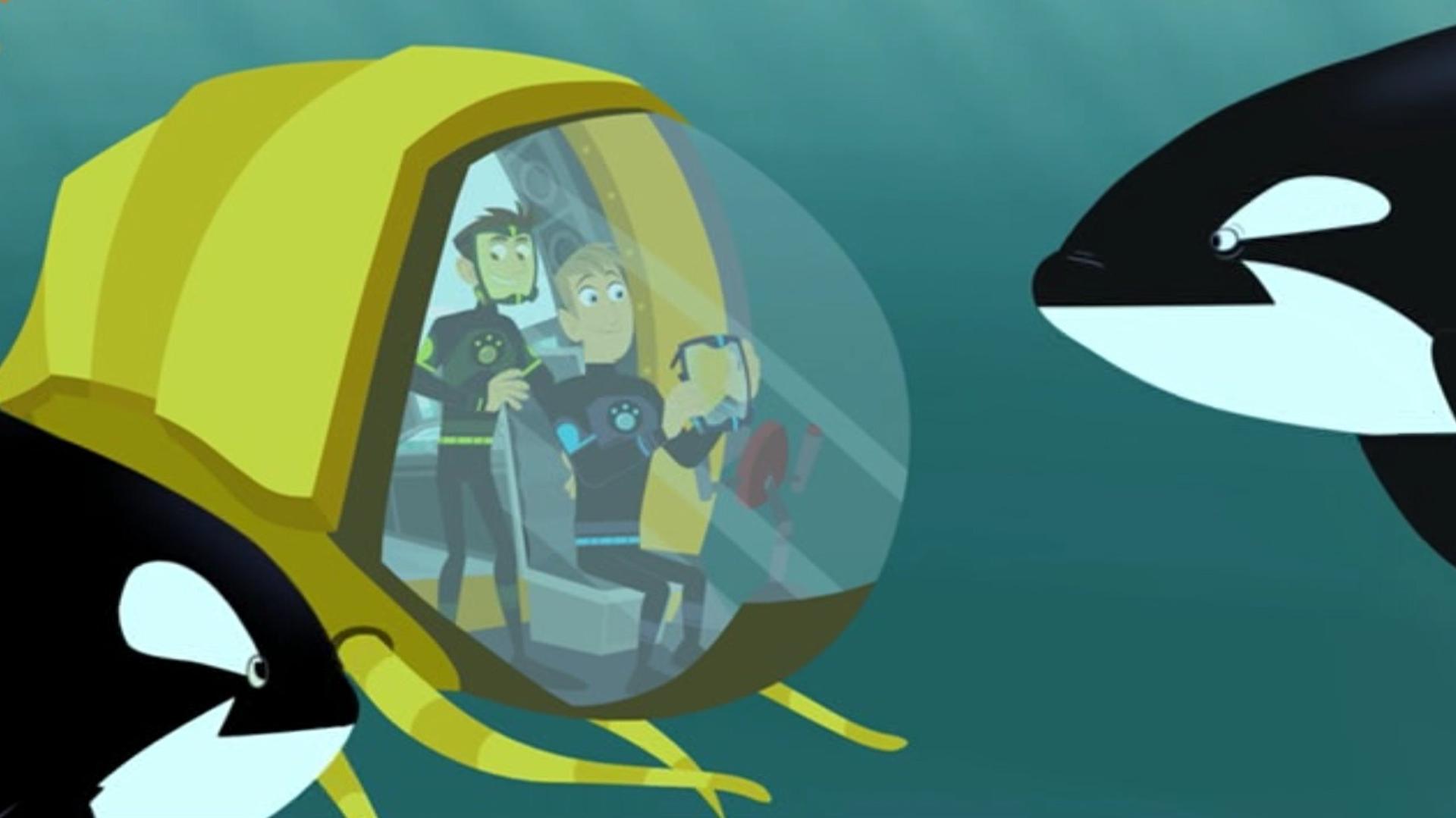 Still from This Orca Likes Sharks