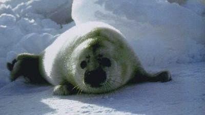 Still from Seals: Invaders of the Sea