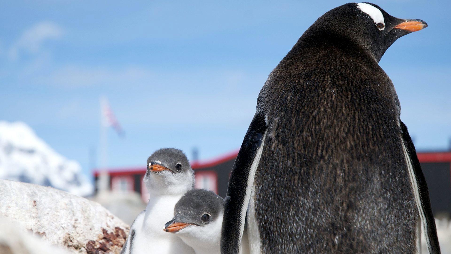 Still from Penguin Post Office