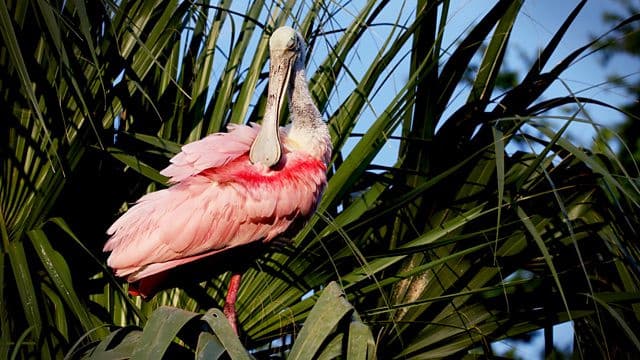 Still from Florida: America's Animal Paradise