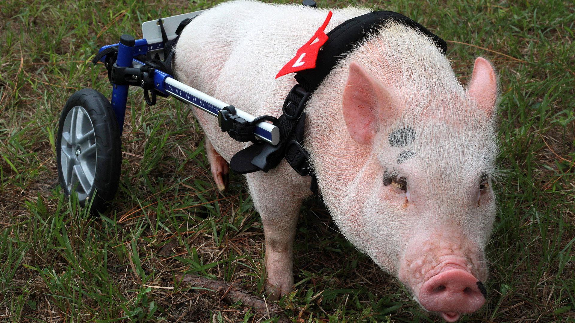 Still from My Bionic Pet