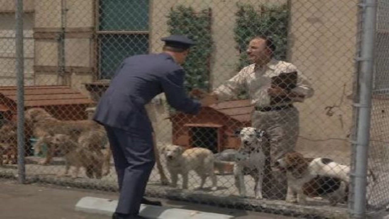 Still from What's New, Poodle Dog?