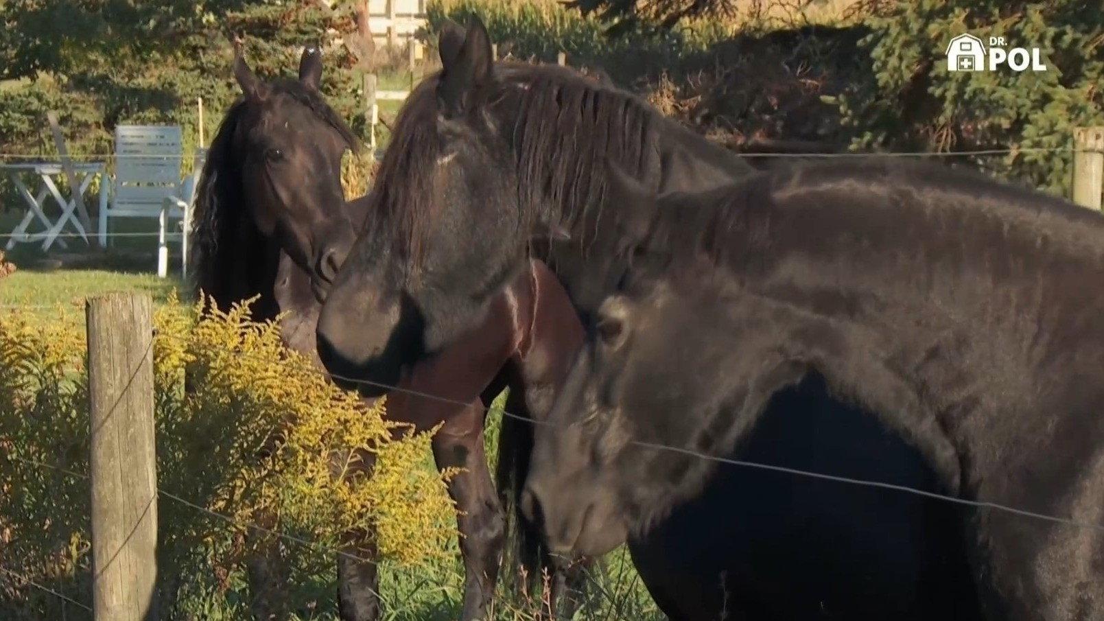 Still from Faux Paws