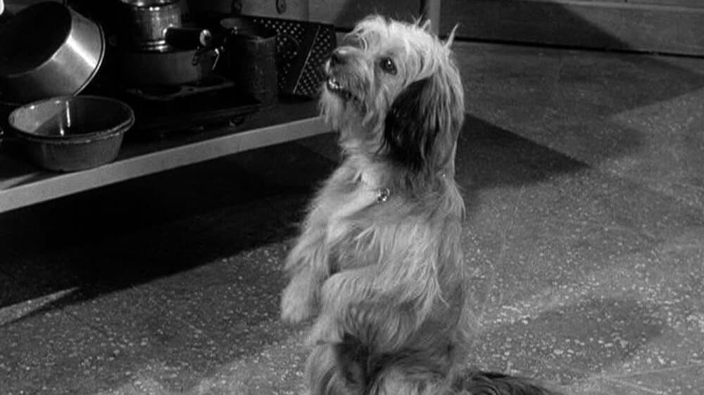Still from My Dog the Actor