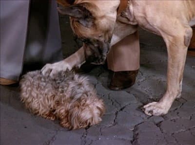 Still from The Decision/Poor Little Rich Girl/Love Me, Love My Dog