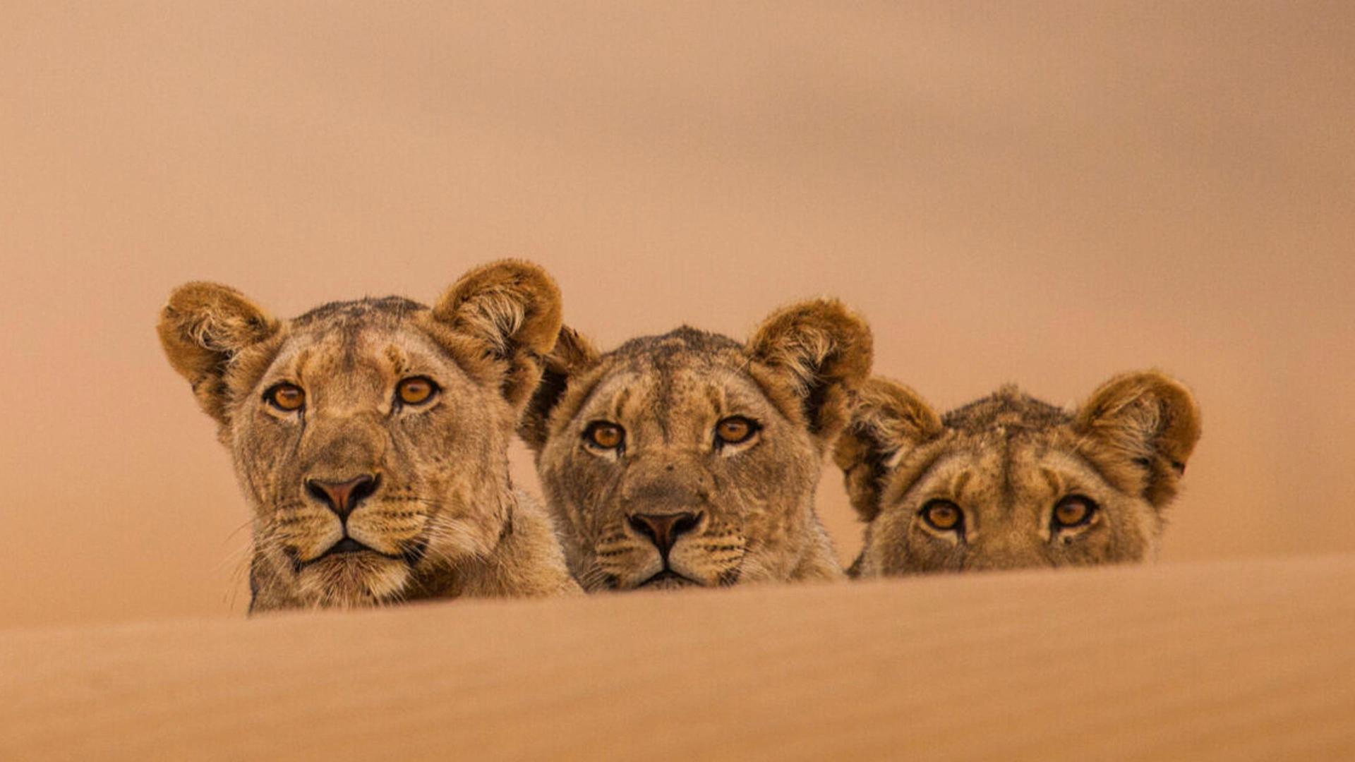 Still from Lions of the Skeleton Coast