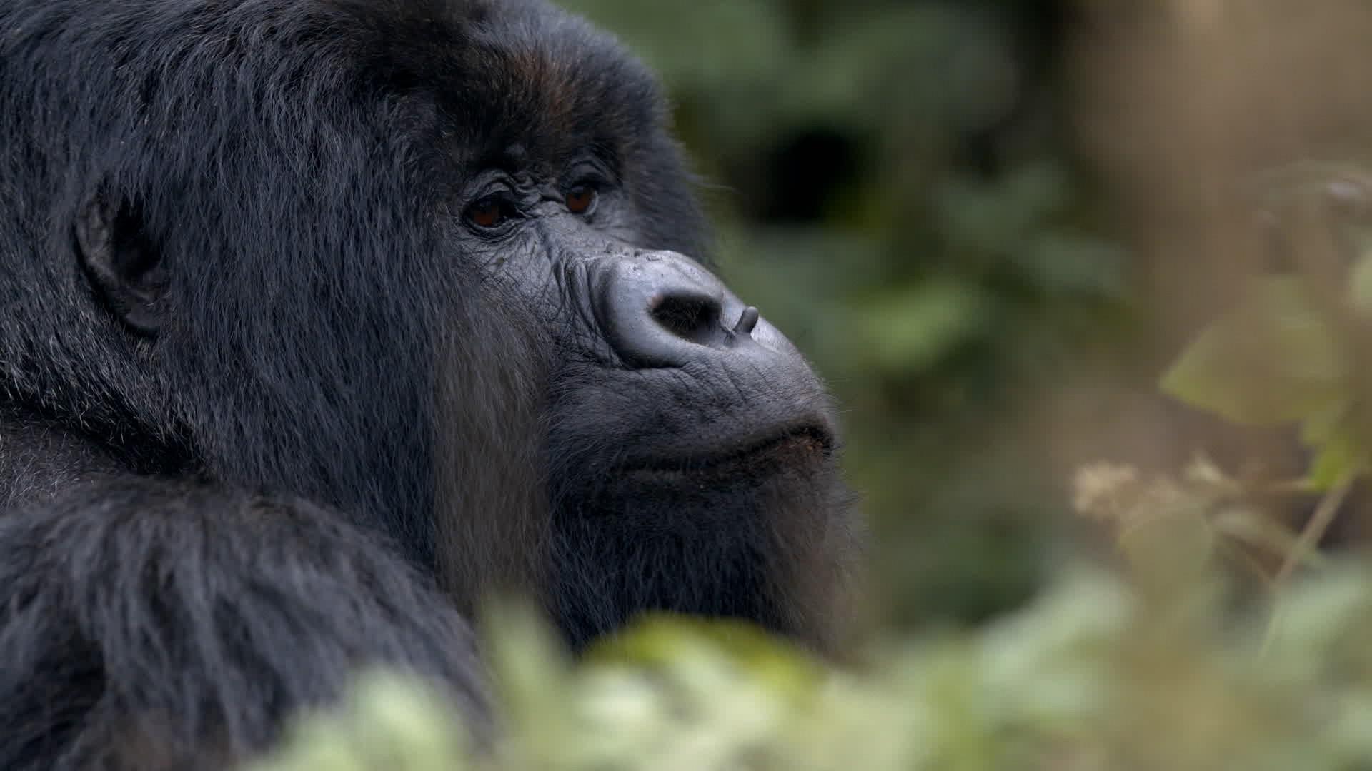 Still from 11/28/2021: Hazing, Saving the Mountain Gorillas, Rita Moreno