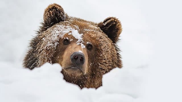 Still from Meet the Bears