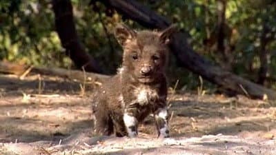 Still from A Wild Dog's Story