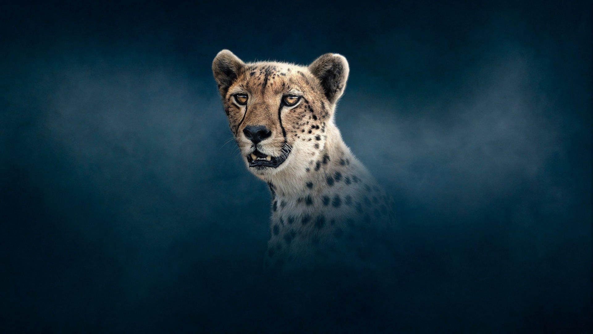 Still from Cheetah