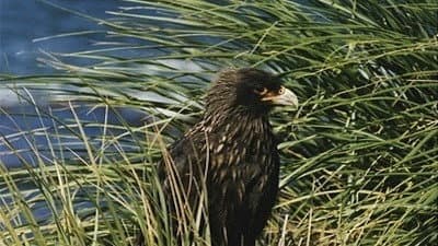 Still from Falklands: Flying Devils