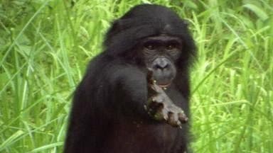 Still from Ape Genius