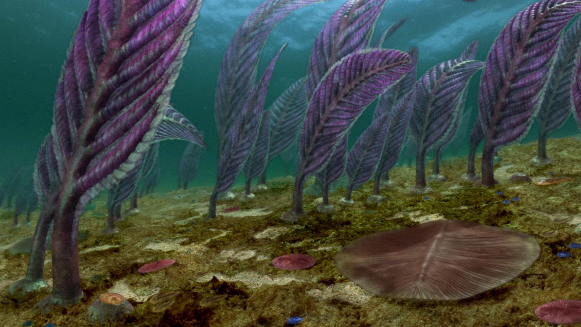 Still from Australia's First 4 Billion Years: Life Explodes