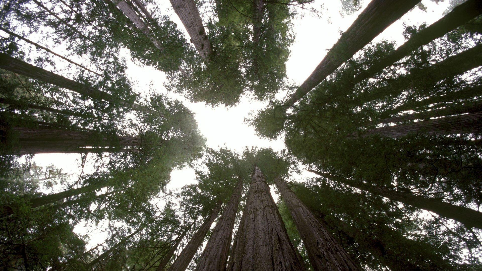 Still from Seasonal Forests
