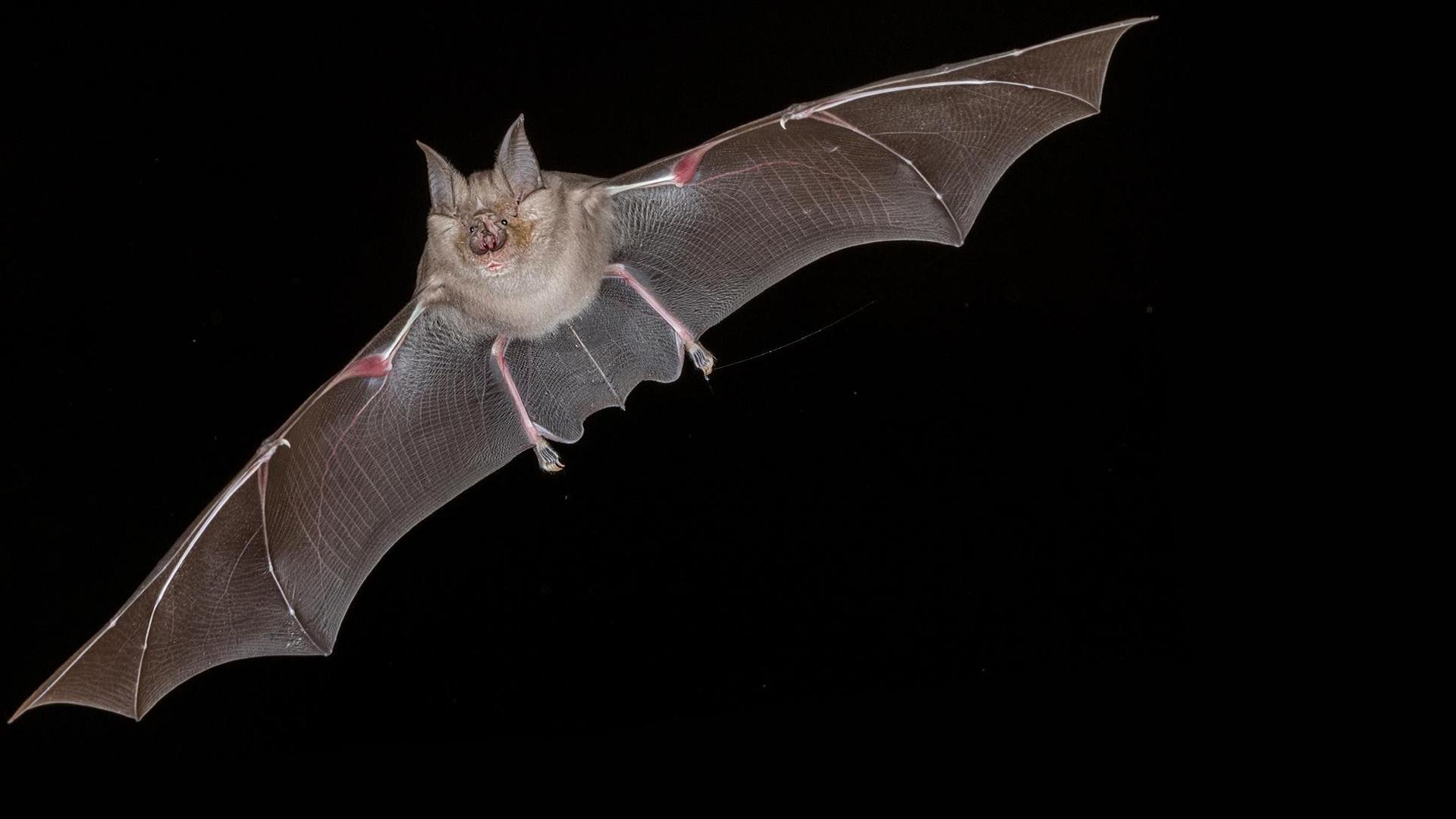 Still from Bat Superpowers