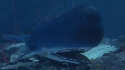 Still from Jonah and the Whale
