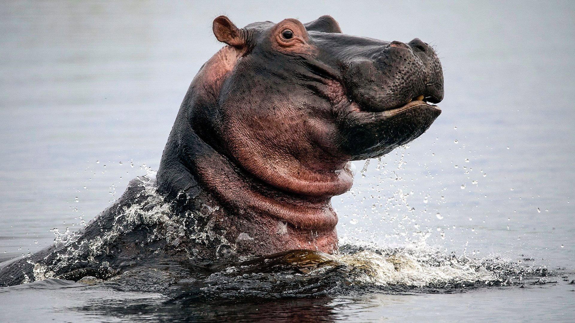 Still from Hippos: Africa's River Giants