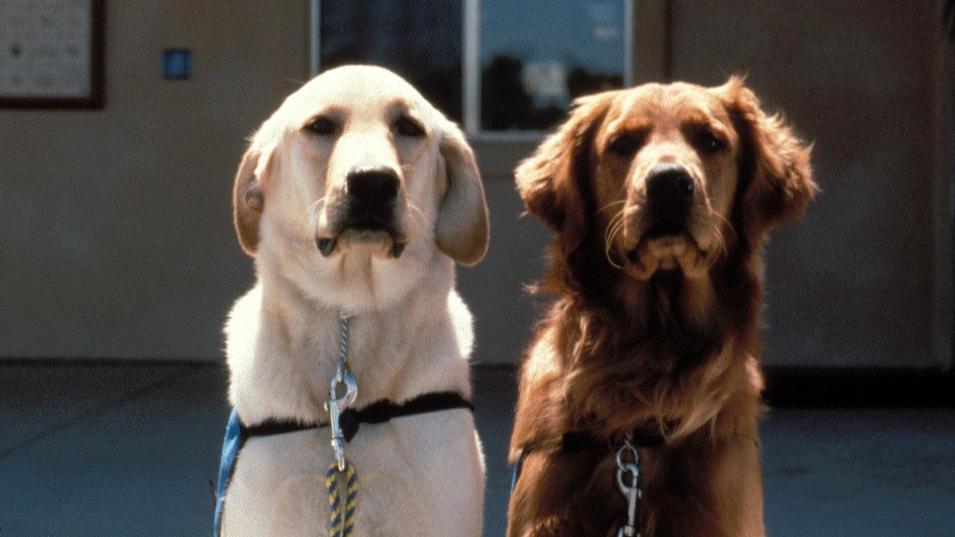 Still from Extraordinary Dogs