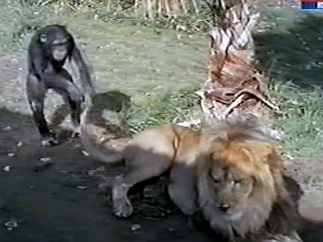 Still from House of Lions