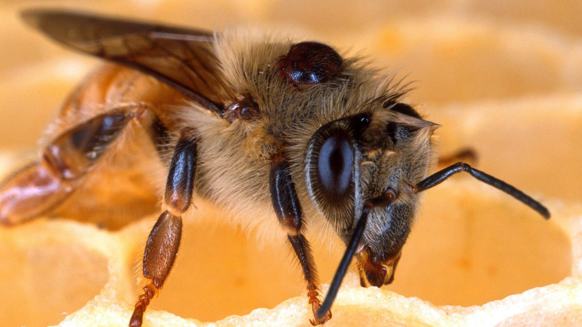 Still from Silence of the Bees