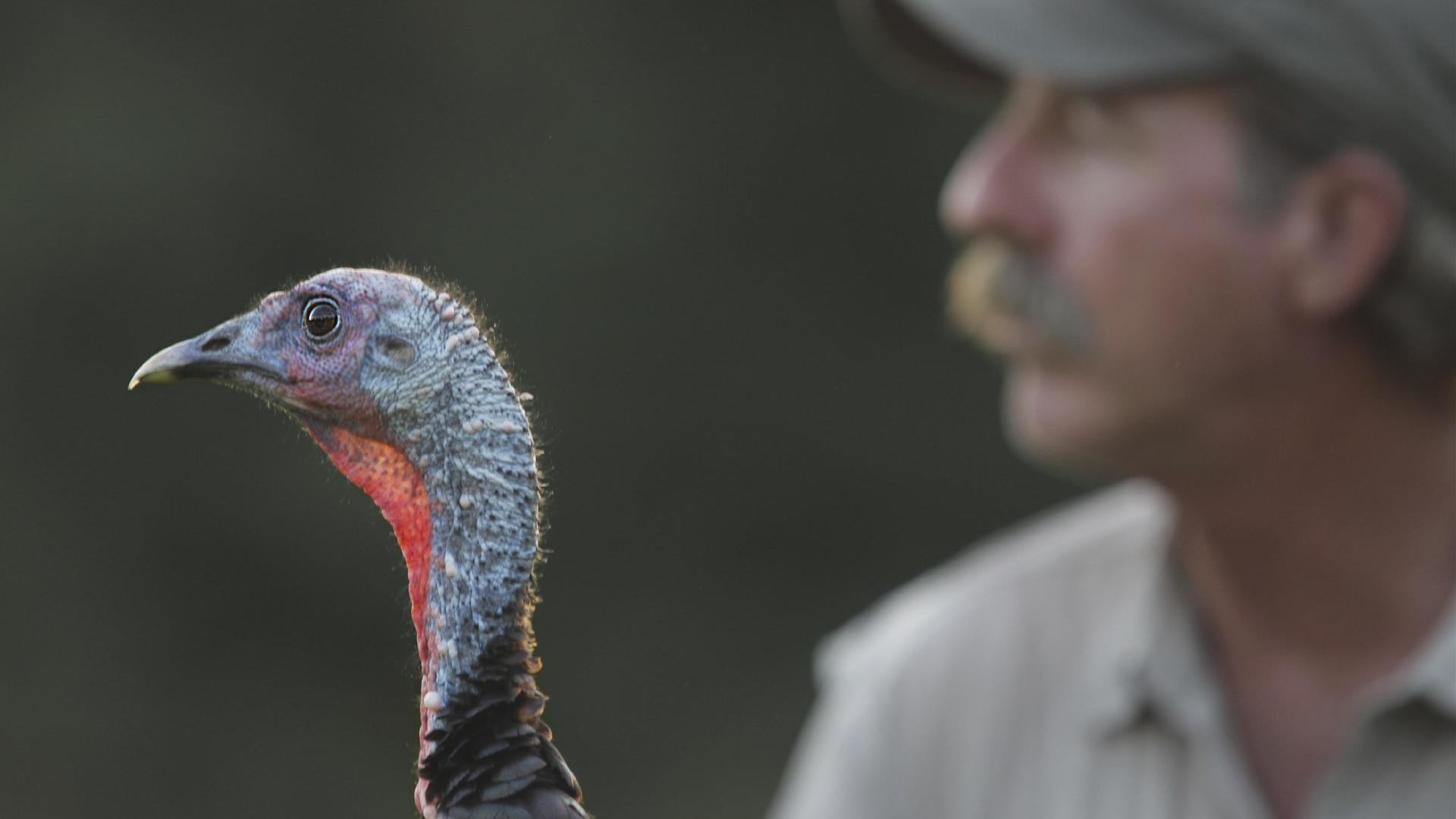 Still from My Life as a Turkey