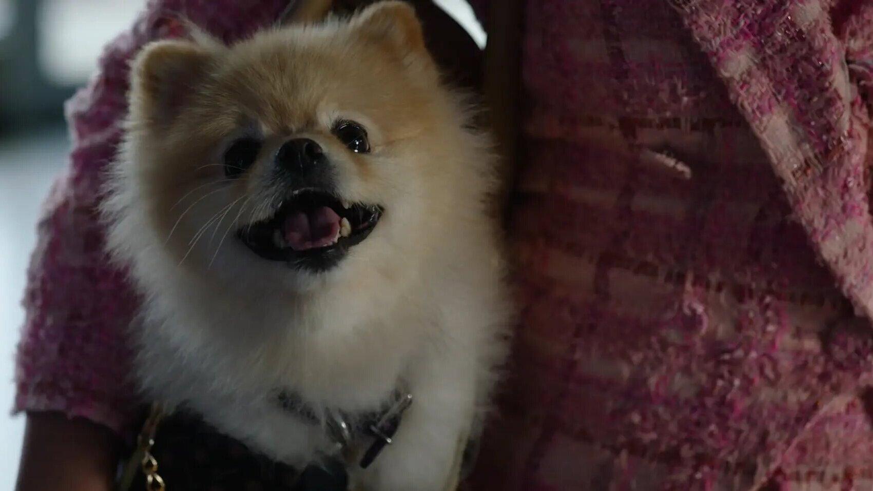 Still from Barking Bad