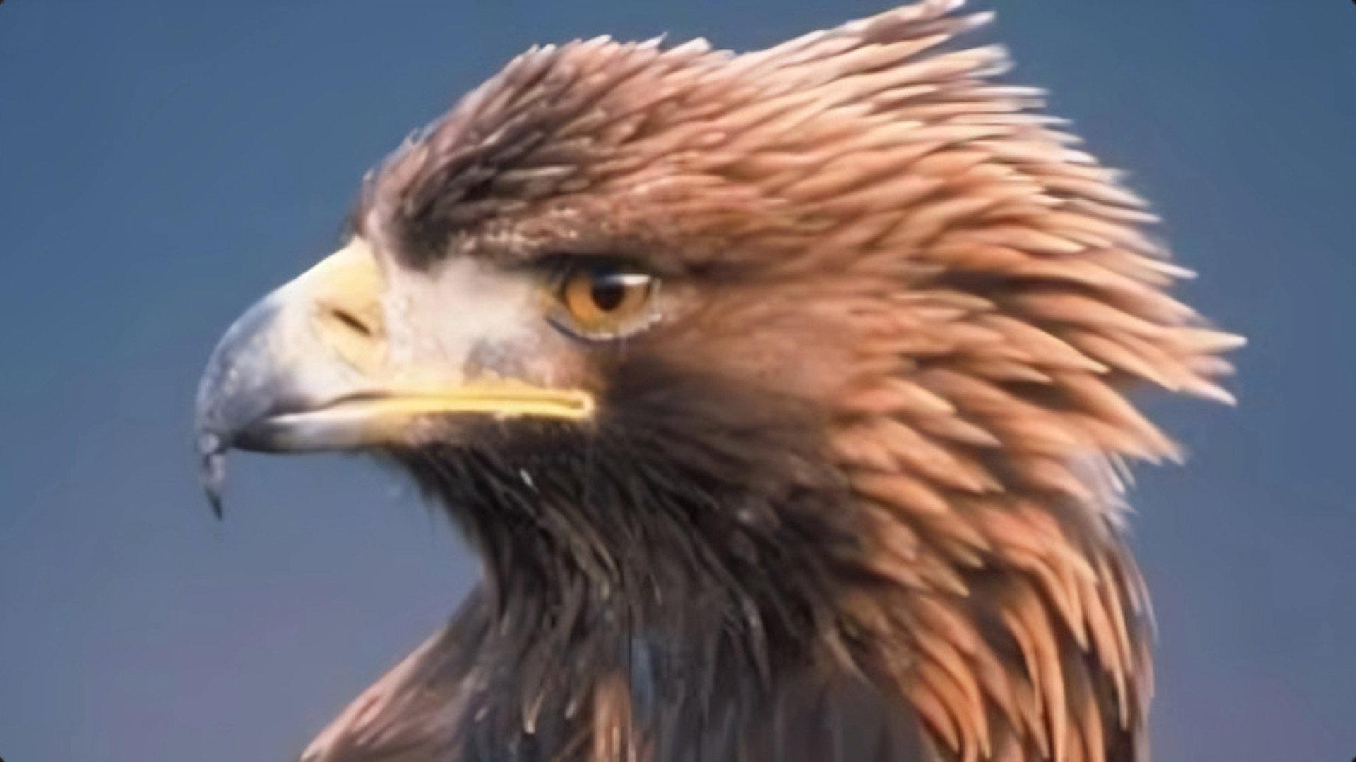 Still from Shadow Over the Sun: A Story of Eagles