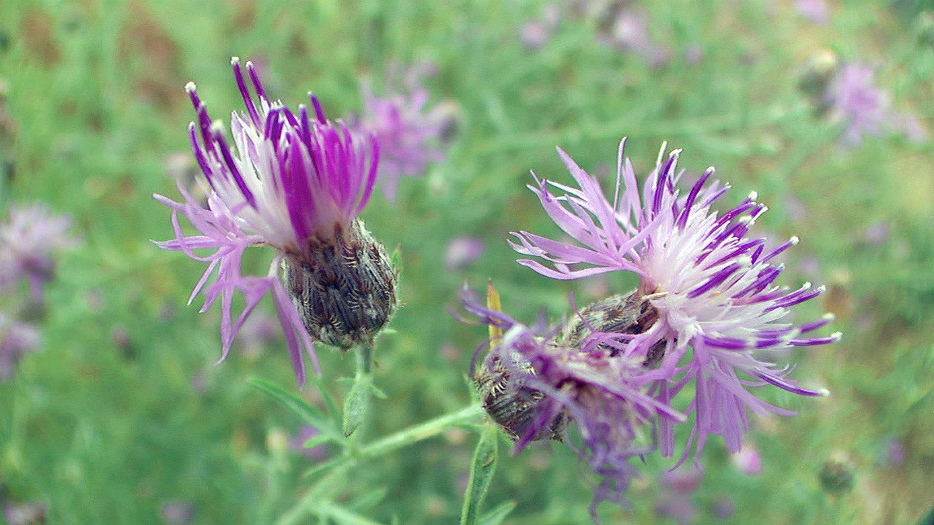 Still from What Plants Talk About
