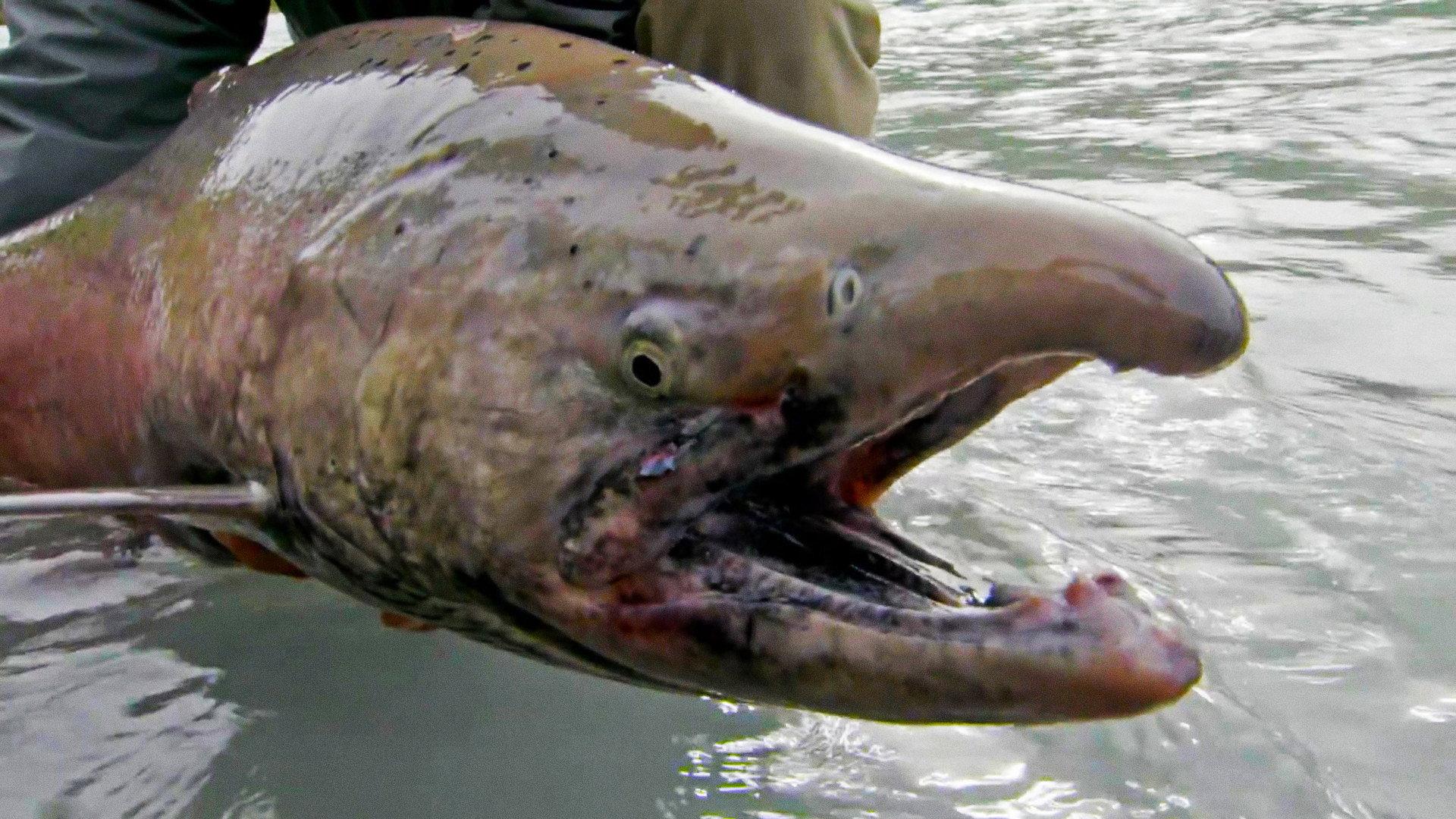 Still from Alaska's Cold Water Killer