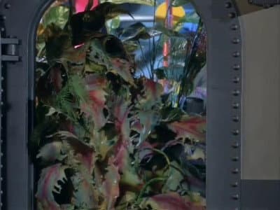 Still from The Plant Man